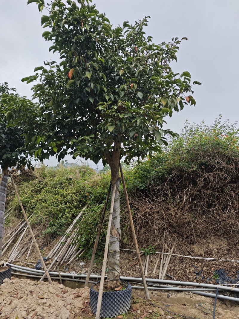 秋枫移植苗袋苗12公分到20公分福建苗木基地批发