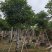 秋枫移植苗袋苗12公分到20公分福建苗木基地批发