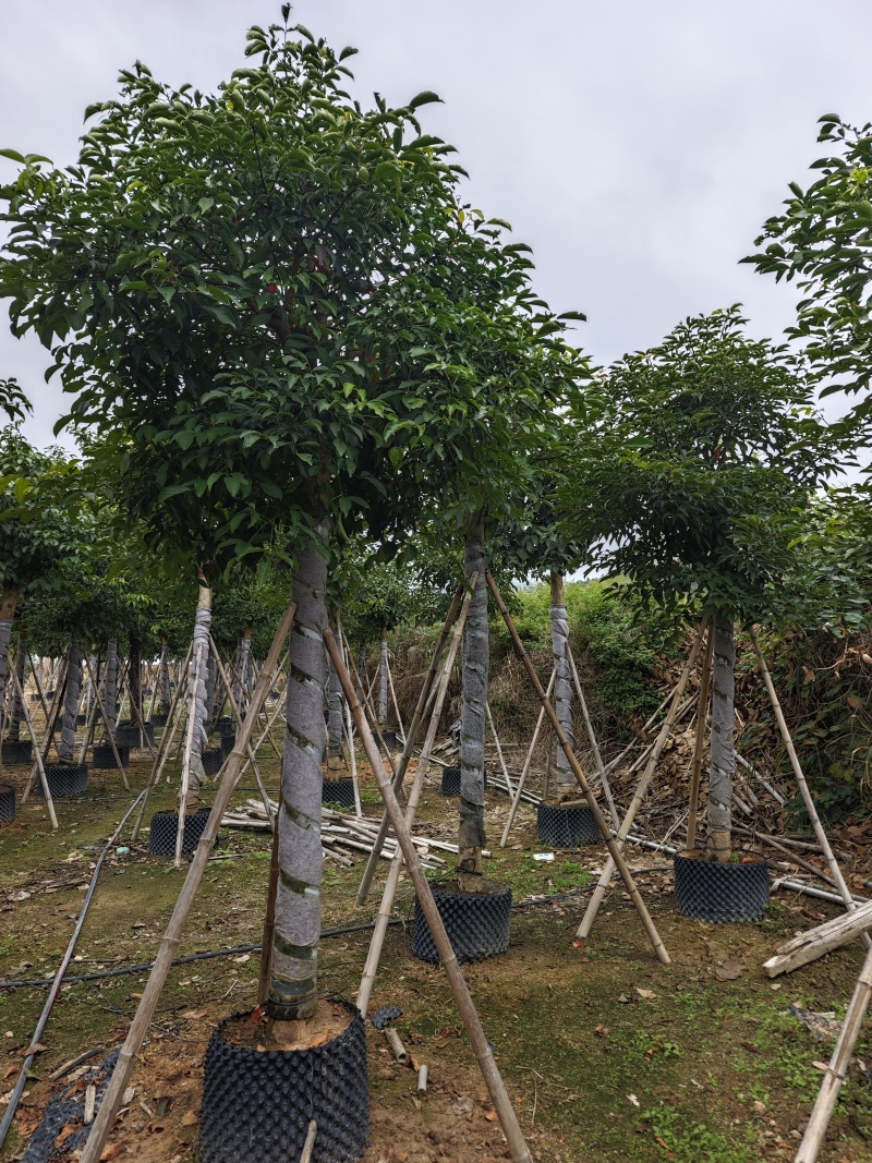 秋枫移植苗袋苗12公分到20公分福建苗木基地批发