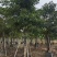 秋枫移植苗袋苗12公分到20公分福建苗木基地批发