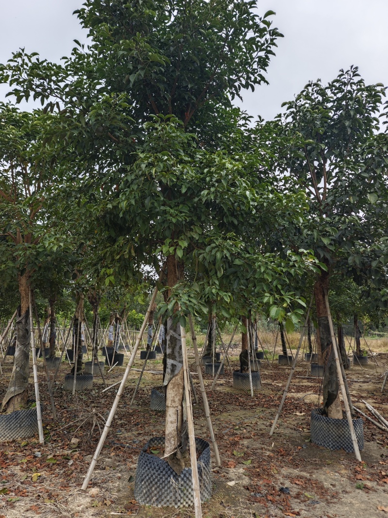 秋枫移植苗袋苗12公分到20公分福建苗木基地批发