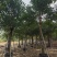 秋枫移植苗袋苗12公分到20公分福建苗木基地批发