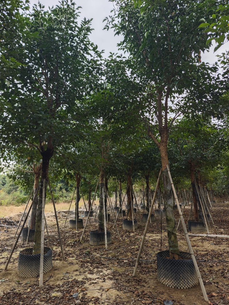 秋枫移植苗袋苗12公分到20公分福建苗木基地批发