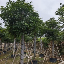 秋枫移植苗袋苗12公分到20公分福建苗木基地批发