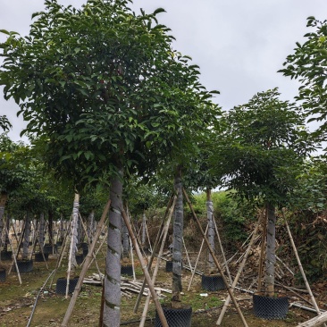 秋枫移植苗袋苗12公分到20公分福建苗木基地批发