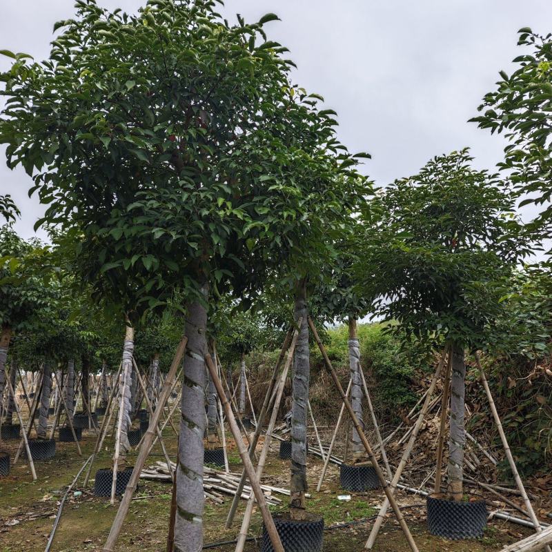 秋枫移植苗袋苗12公分到20公分福建苗木基地批发