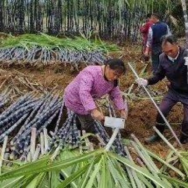 广西黑皮甘蔗农户自种新鲜直达可按需配货欢迎咨询