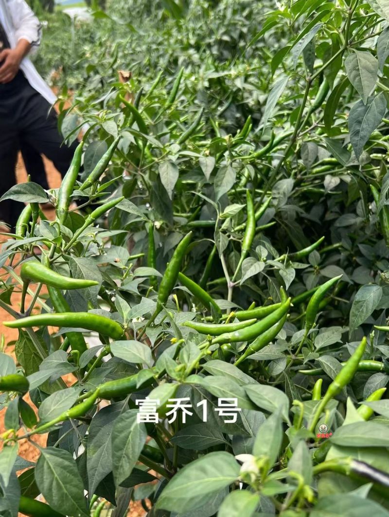 富乔一号朝天椒种子早熟大果耐热朝天辣椒种子产量高硬度好
