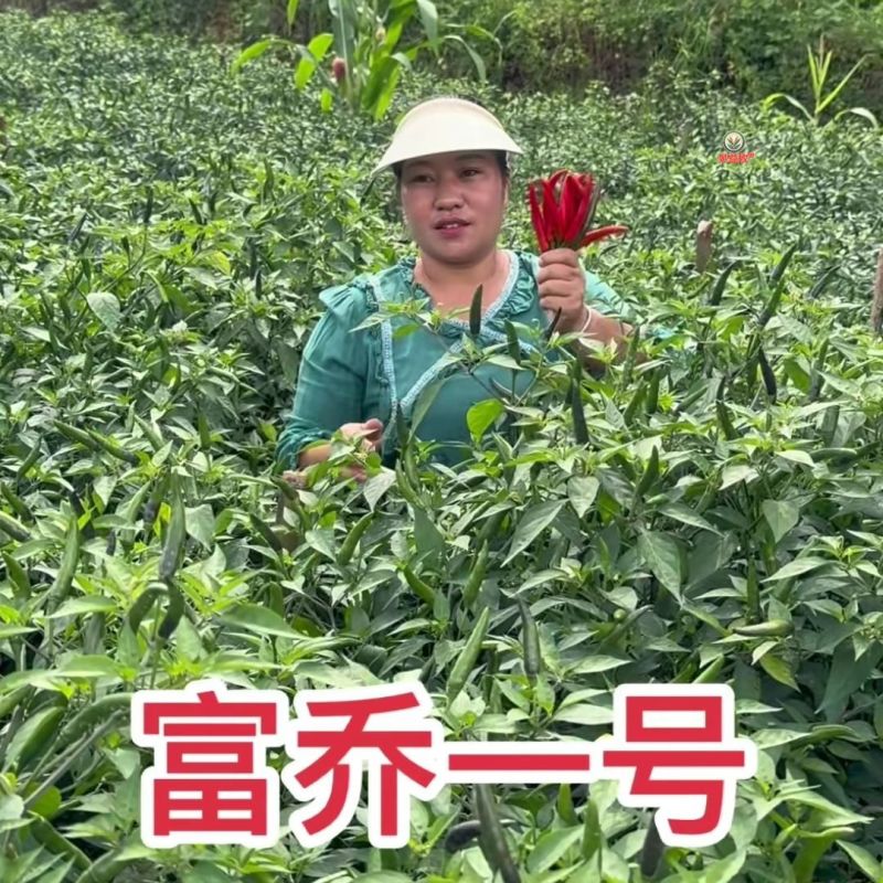 富乔一号朝天椒种子早熟大果耐热朝天辣椒种子产量高硬度好