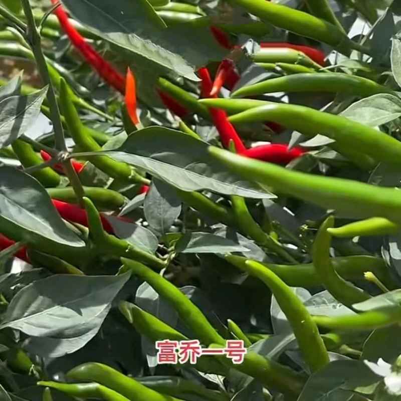 富乔一号朝天椒种子早熟大果耐热朝天辣椒种子产量高硬度好