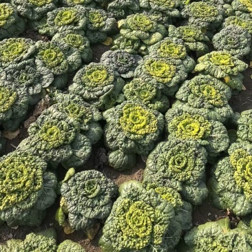 菊花菜，产地直发，大量有货，欢迎各位老板咨询采购