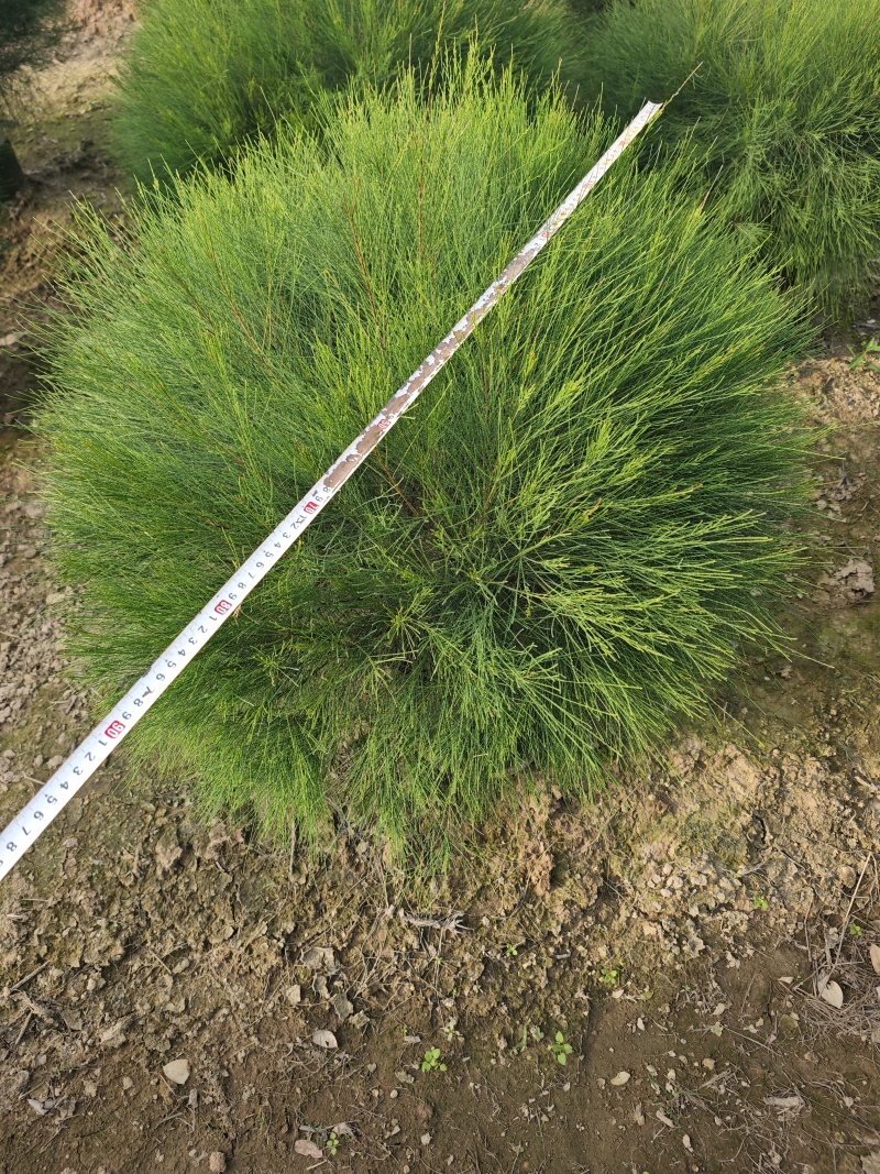 木麻黄球袋苗杯苗基地批发大量现货
