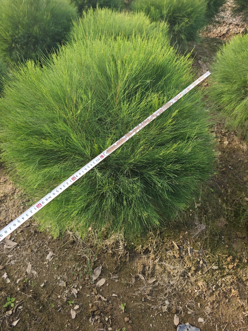 木麻黄球袋苗杯苗基地批发大量现货