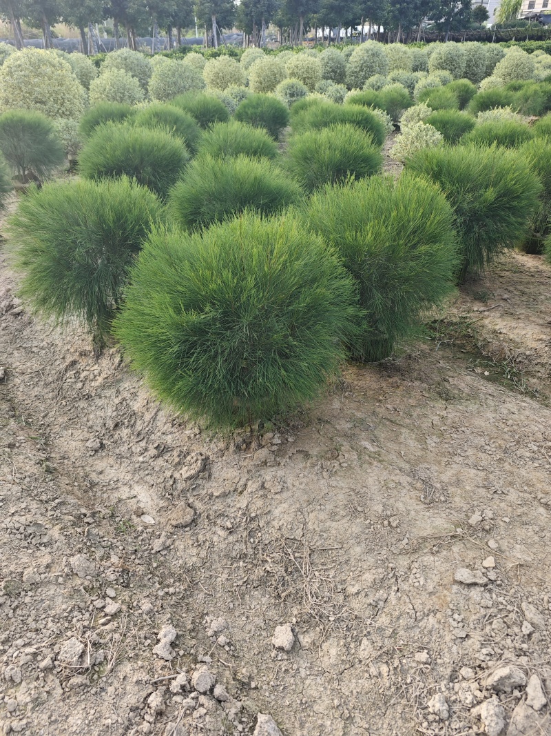 木麻黄球袋苗杯苗基地批发大量现货