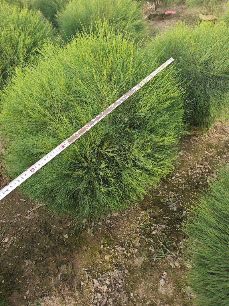 木麻黄球袋苗杯苗基地批发大量现货