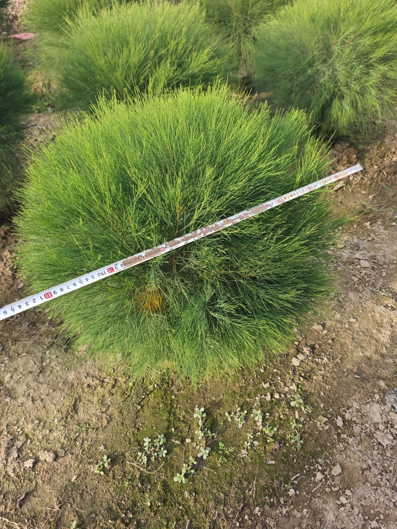 木麻黄球袋苗杯苗基地批发大量现货