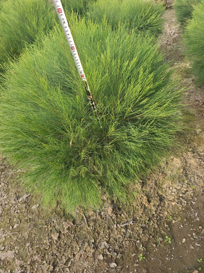 木麻黄球袋苗杯苗基地批发大量现货