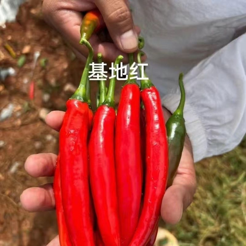 中早熟大果美人椒种子中辣美人椒种子高产硬度好耐运输基地种