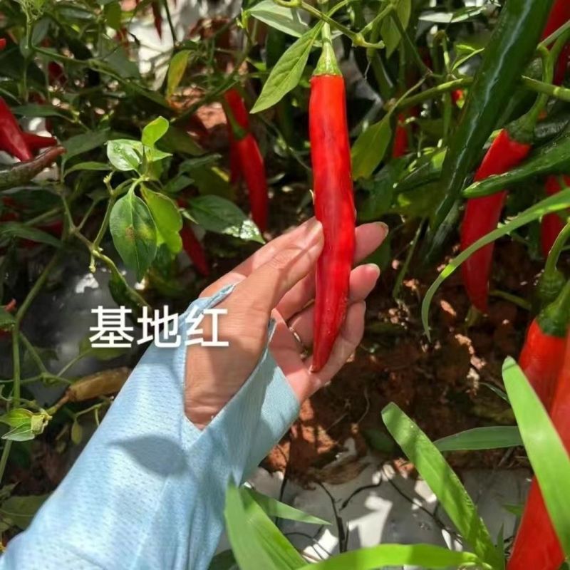 中早熟大果美人椒种子中辣美人椒种子高产硬度好耐运输基地种