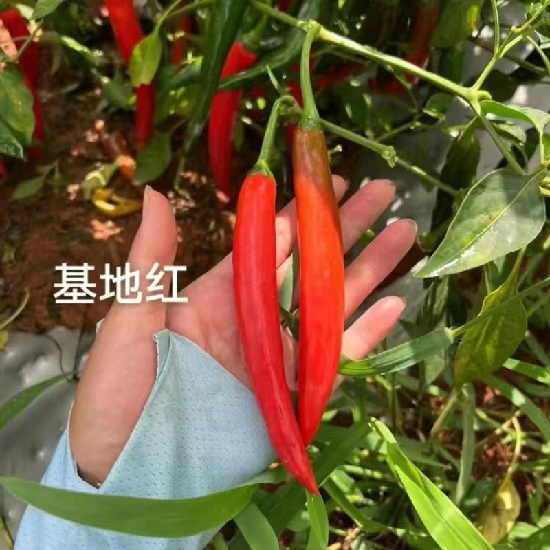 中早熟大果美人椒种子中辣美人椒种子高产硬度好耐运输基地种