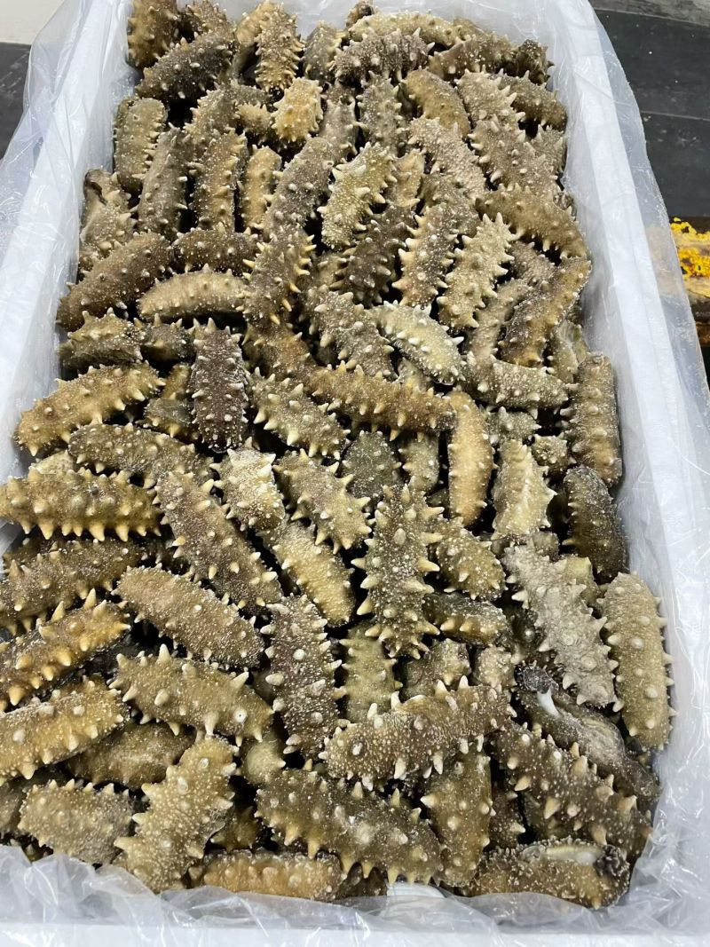 【鲜食海参】活体海参加工肉质肥厚弹牙，艮揪脆口，参刺粗