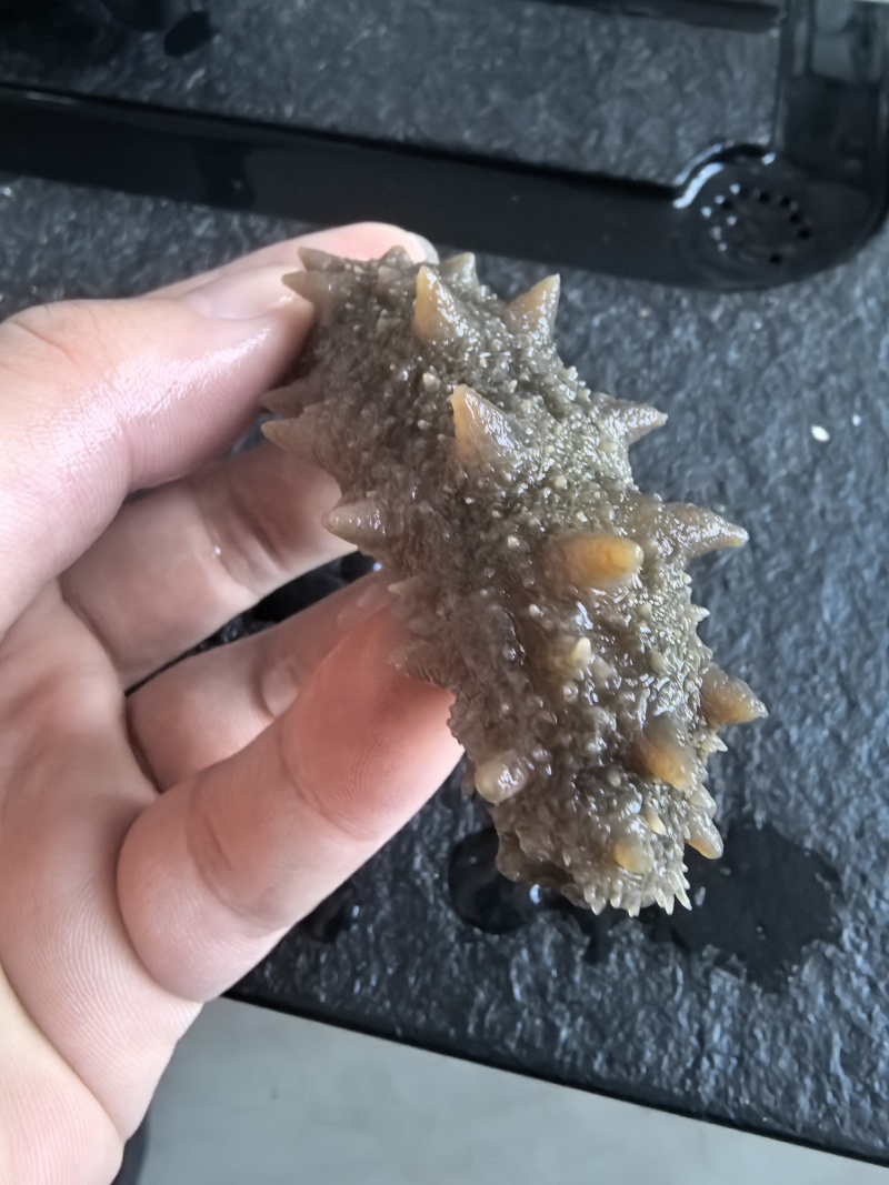 【鲜食海参】活体海参加工肉质肥厚弹牙，艮揪脆口，参刺粗