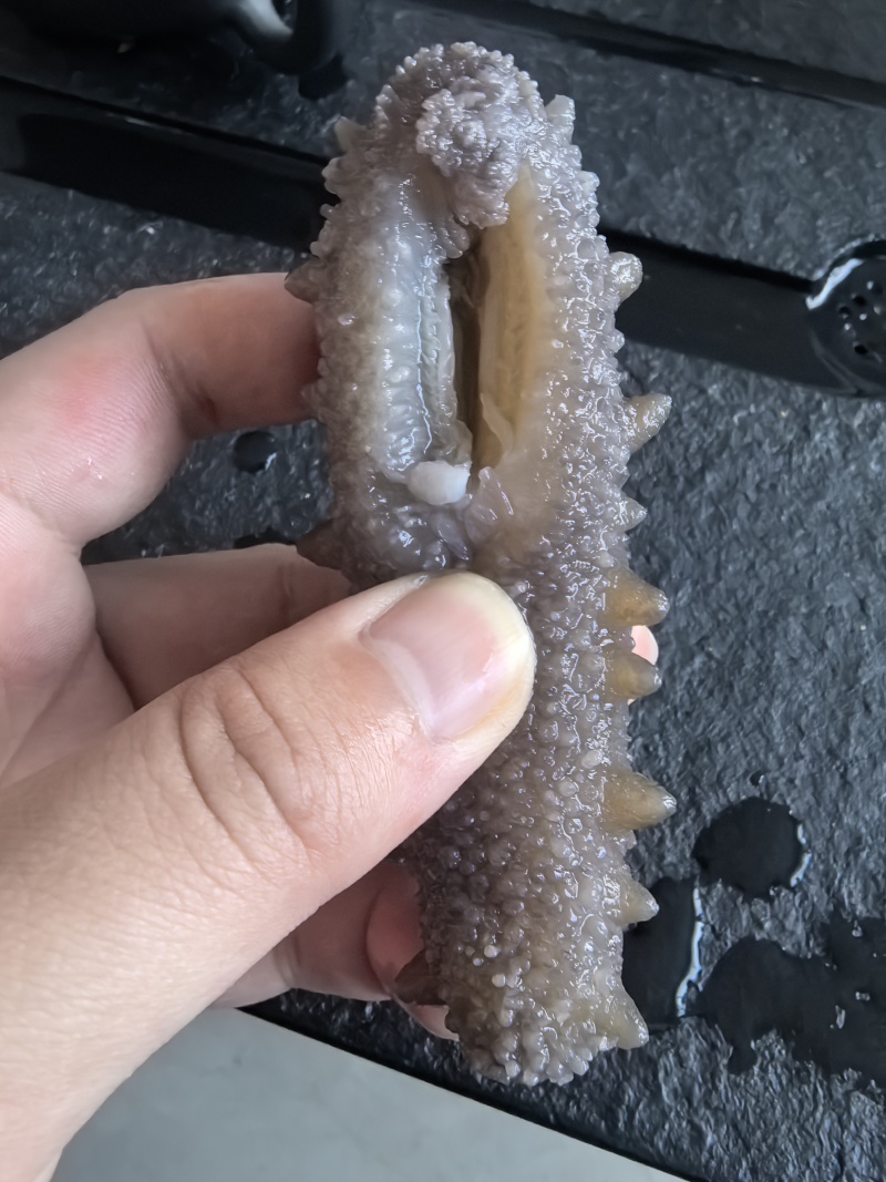 【鲜食海参】活体海参加工肉质肥厚弹牙，艮揪脆口，参刺粗
