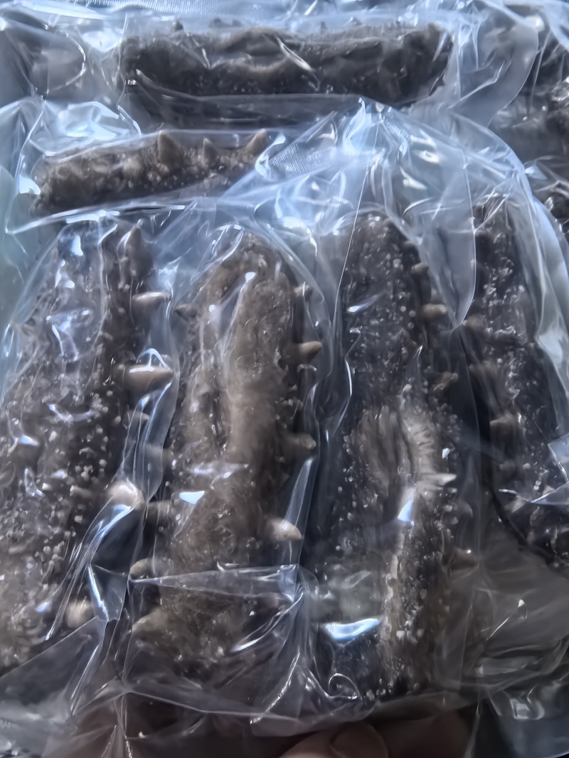 【鲜食海参】活体海参加工肉质肥厚弹牙，艮揪脆口，参刺粗