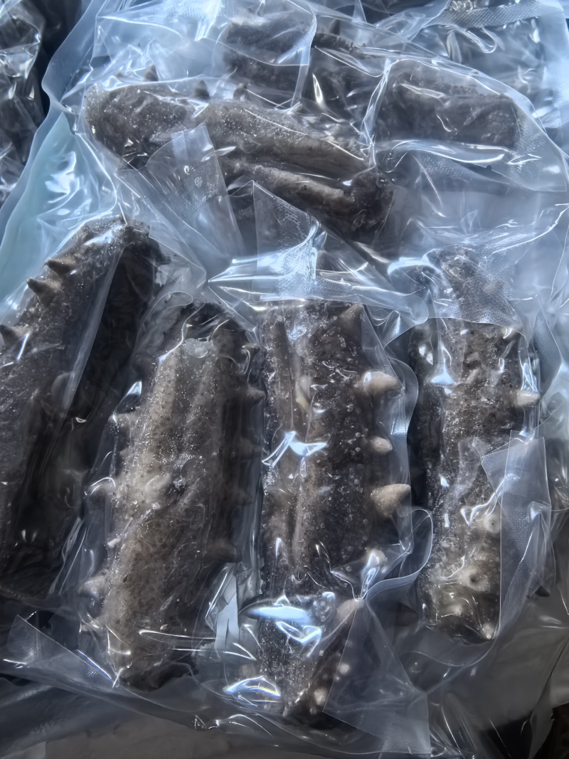 【鲜食海参】活体海参加工肉质肥厚弹牙，艮揪脆口，参刺粗