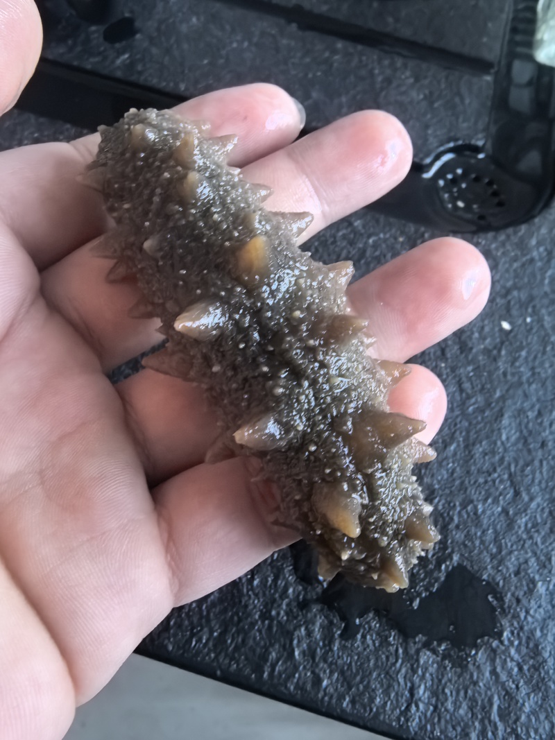 【鲜食海参】活体海参加工肉质肥厚弹牙，艮揪脆口，参刺粗