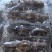 【鲜食海参】活体海参加工肉质肥厚弹牙，艮揪脆口，参刺粗