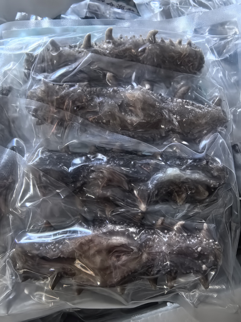 【鲜食海参】活体海参加工肉质肥厚弹牙，艮揪脆口，参刺粗