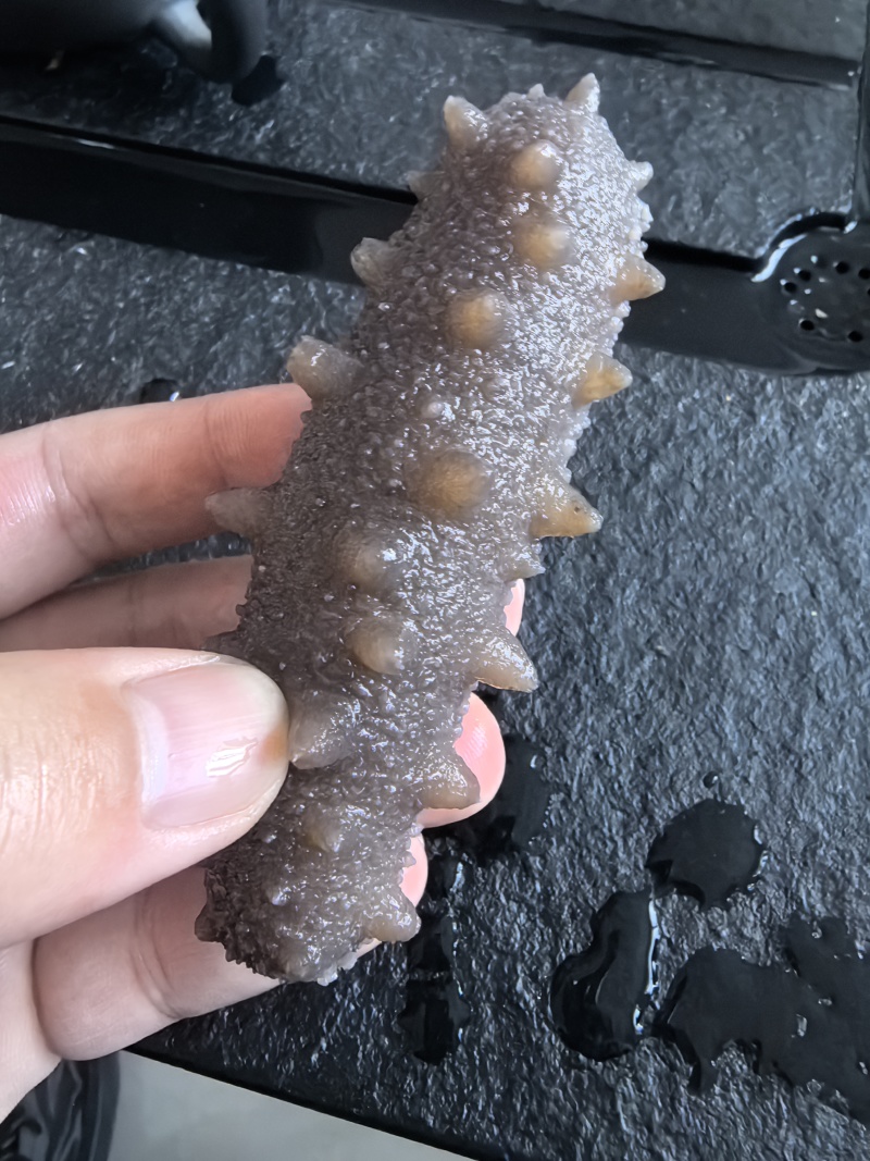 【鲜食海参】活体海参加工肉质肥厚弹牙，艮揪脆口，参刺粗