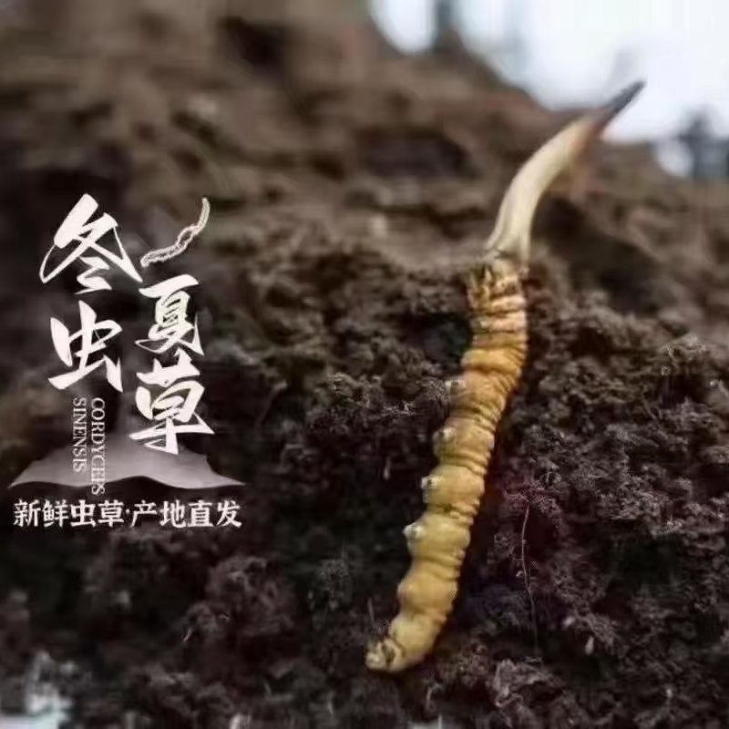 冬虫夏草品质保证量大价优欢迎来电洽谈诚信经营
