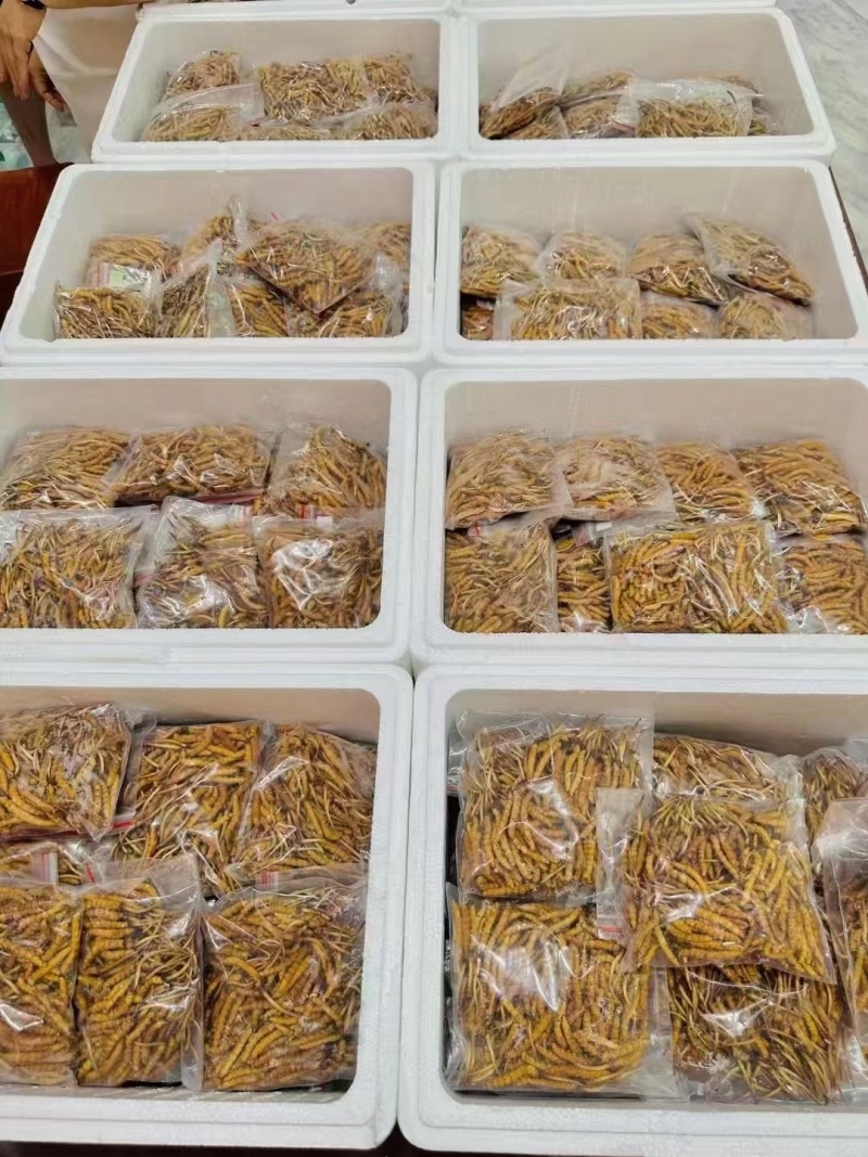 冬虫夏草品质保证量大价优欢迎来电洽谈诚信经营