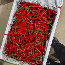 云南小米椒，朝天椒批发零售，欢迎选购