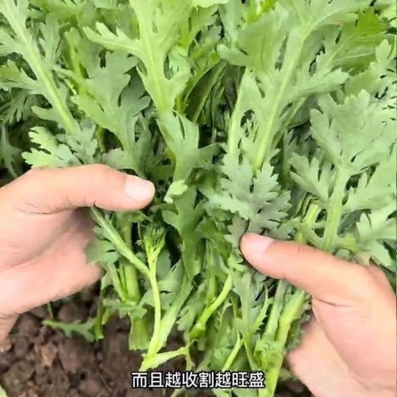 茼蒿皇帝菜小叶茼蒿花叶茼蒿青菜春菊菜四季蔬菜大