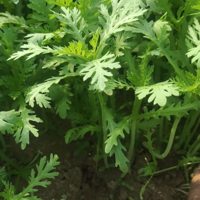 茼蒿皇帝菜小叶茼蒿花叶茼蒿青菜春菊菜四季蔬菜大