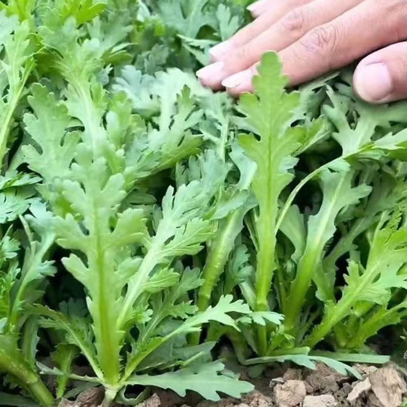茼蒿皇帝菜小叶茼蒿花叶茼蒿青菜春菊菜四季蔬菜大
