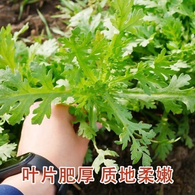 茼蒿皇帝菜小叶茼蒿花叶茼蒿青菜春菊菜四季蔬菜大
