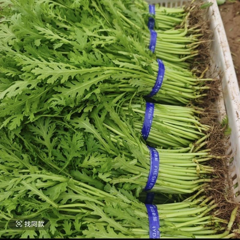 茼蒿皇帝菜小叶茼蒿花叶茼蒿青菜春菊菜四季蔬菜大