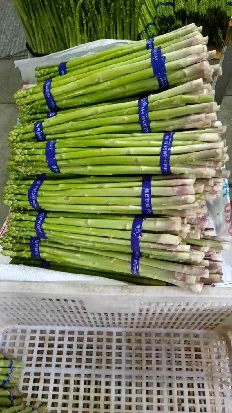 芦笋新鲜绿芦笋现摘现发一手货源产地直供欢迎咨询