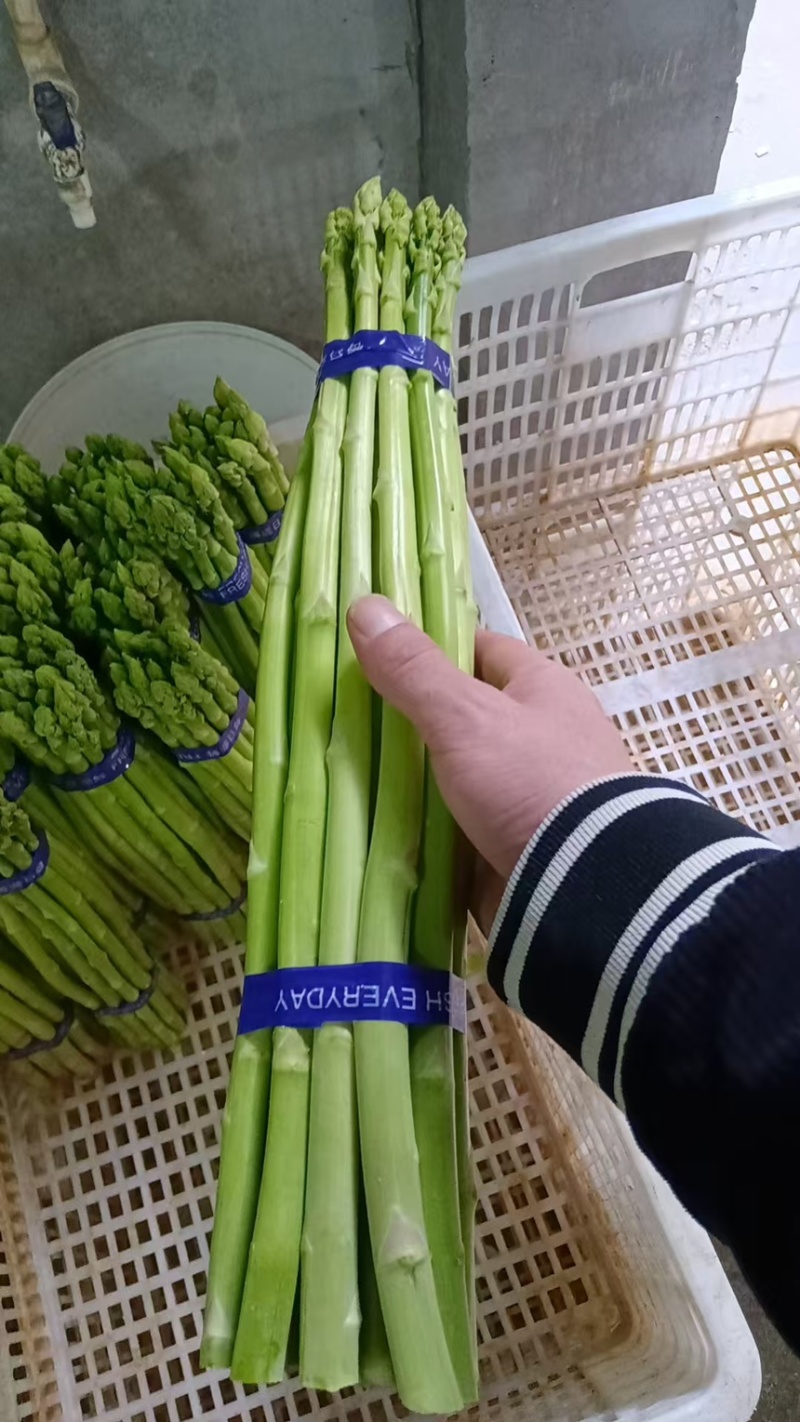 芦笋新鲜绿芦笋现摘现发一手货源产地直供欢迎咨询