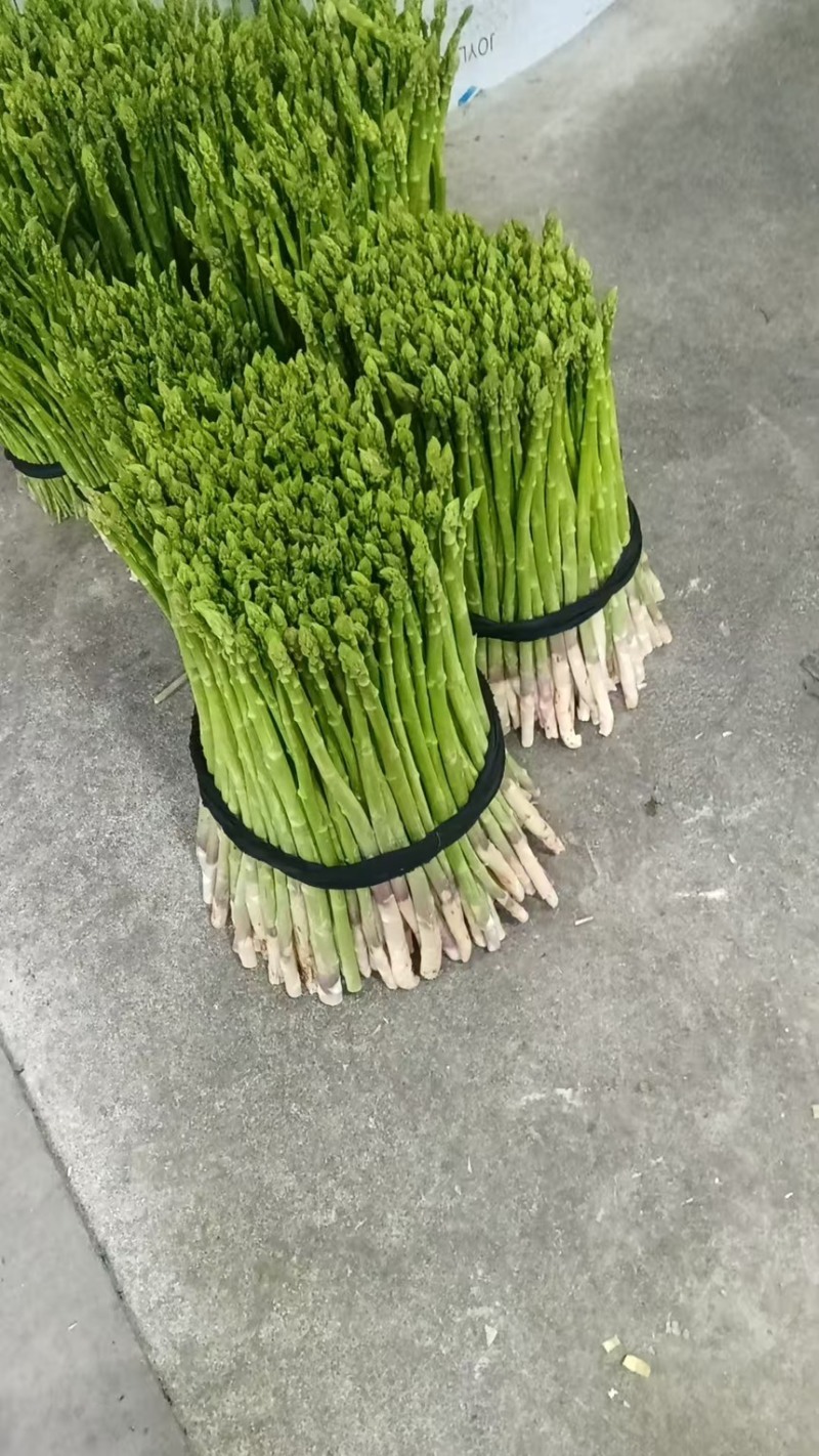芦笋新鲜绿芦笋现摘现发一手货源产地直供欢迎咨询