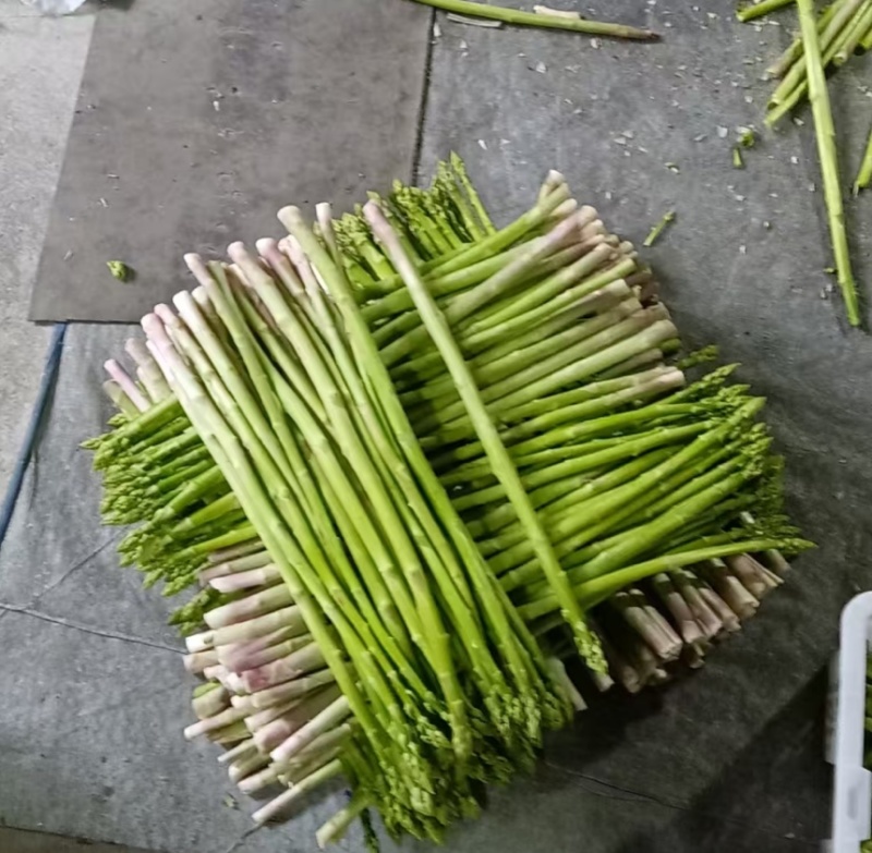 芦笋新鲜绿芦笋现摘现发一手货源产地直供欢迎咨询