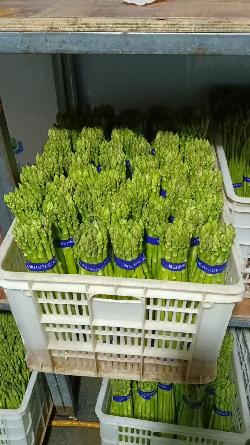 芦笋新鲜绿芦笋现摘现发一手货源产地直供欢迎咨询