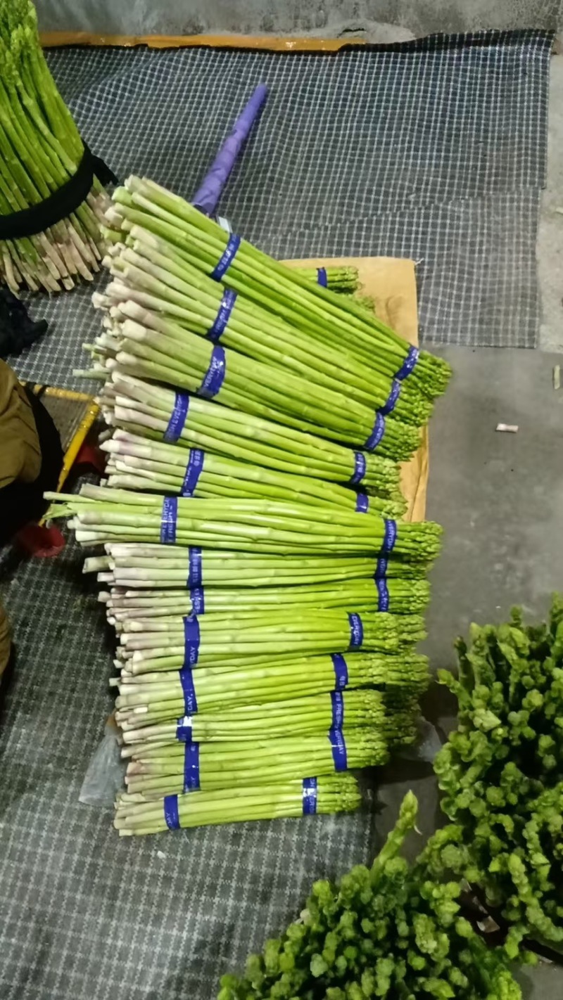 芦笋新鲜绿芦笋现摘现发一手货源产地直供欢迎咨询