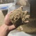 艾绒干货艾绒常年经营各种中药材！