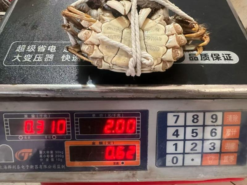 大闸蟹江苏大闸蟹员工福利品质保障价格实惠欢迎联系