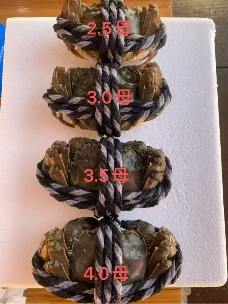 大闸蟹江苏大闸蟹员工福利品质保障价格实惠欢迎联系